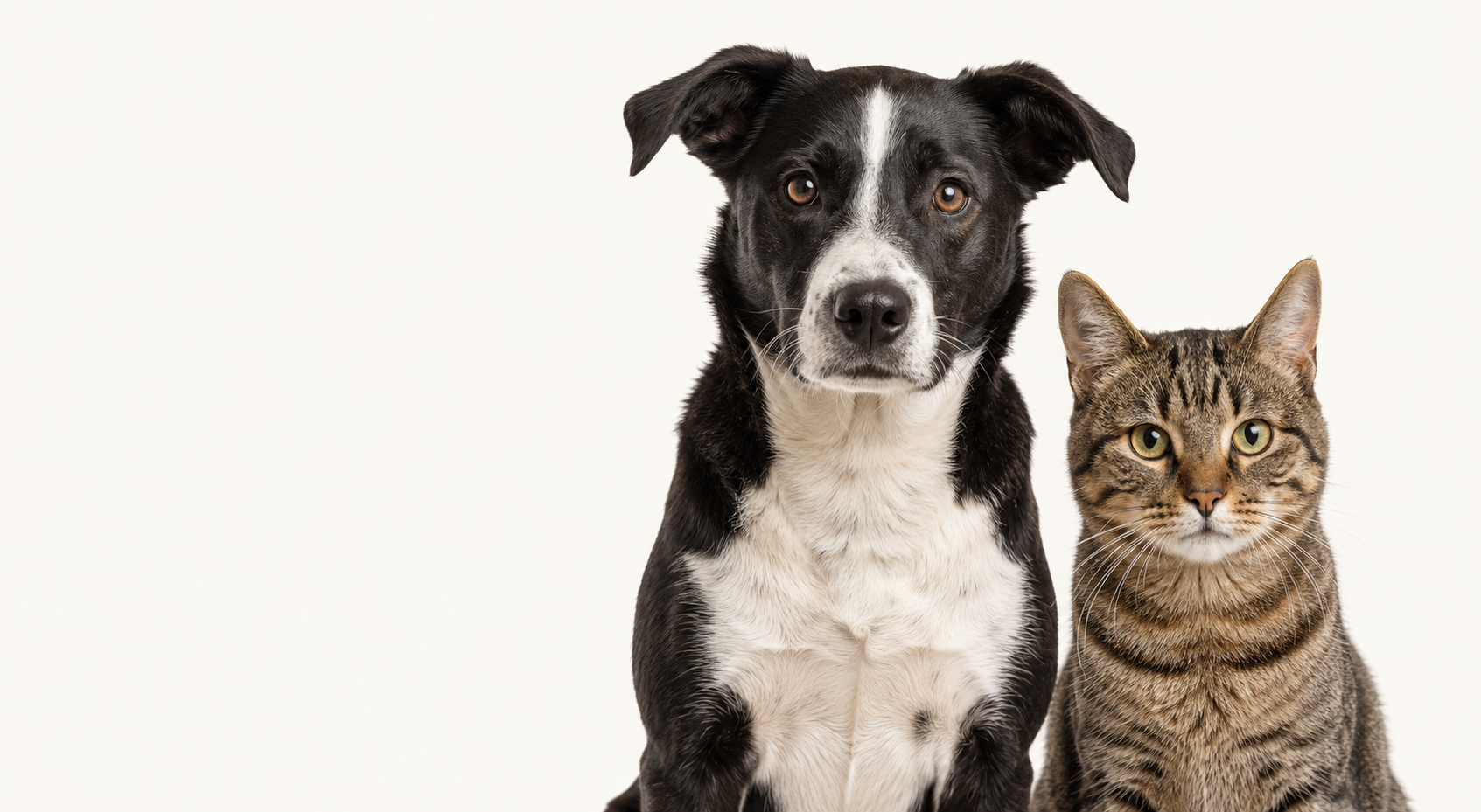 A black-and-white dog sitting beside a tabby cat